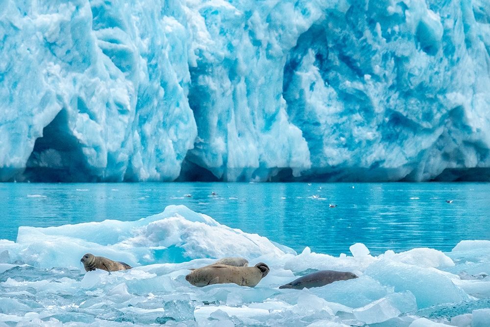 LeConte Glacier-Harbor Seal-LeConte Bay-Alaska-USA